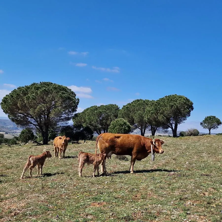 Alloggio per agriturismo Agriturismo Il Drago Piazza Armerina