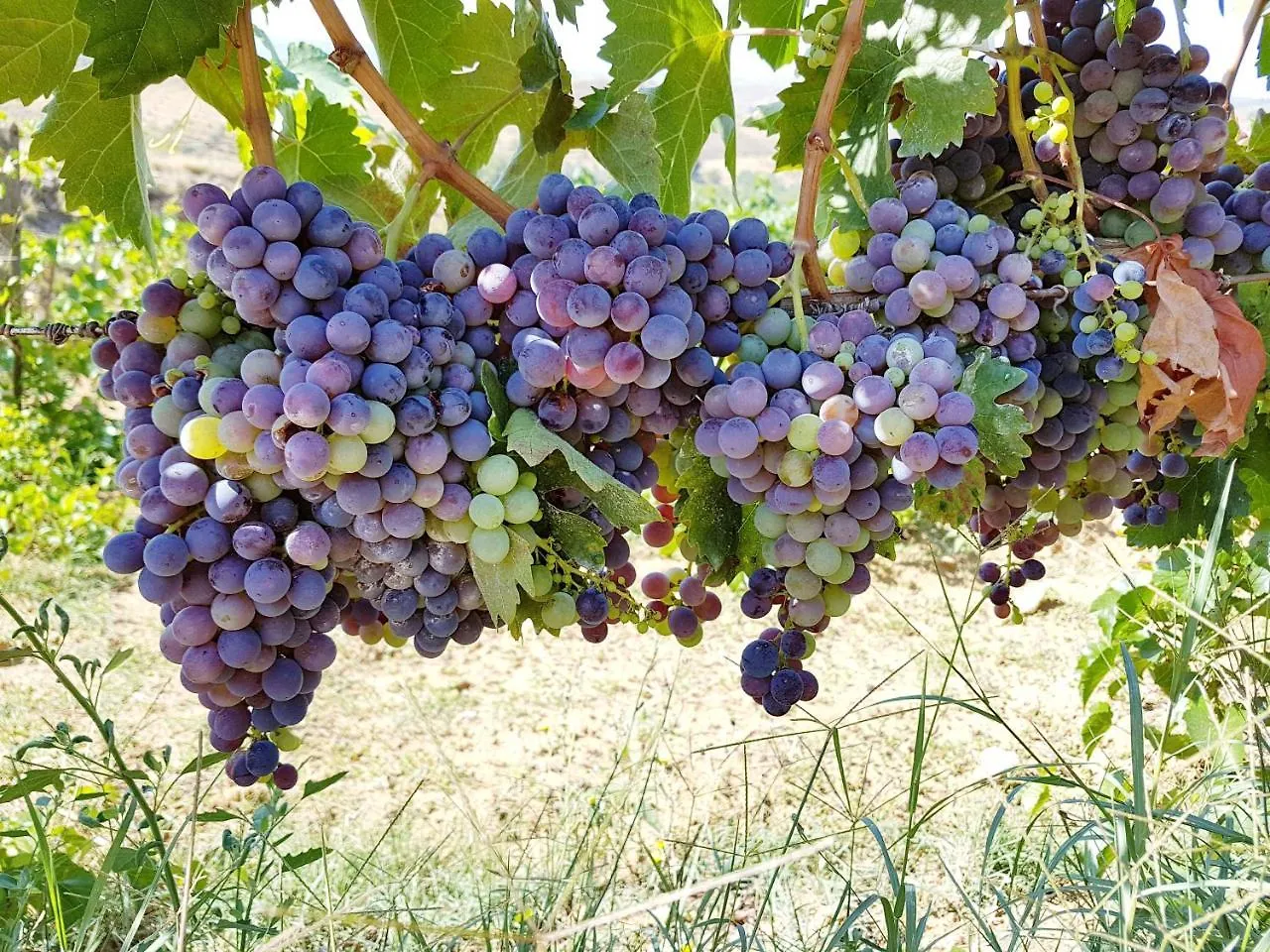 Agriturismo Il Drago Piazza Armerina
