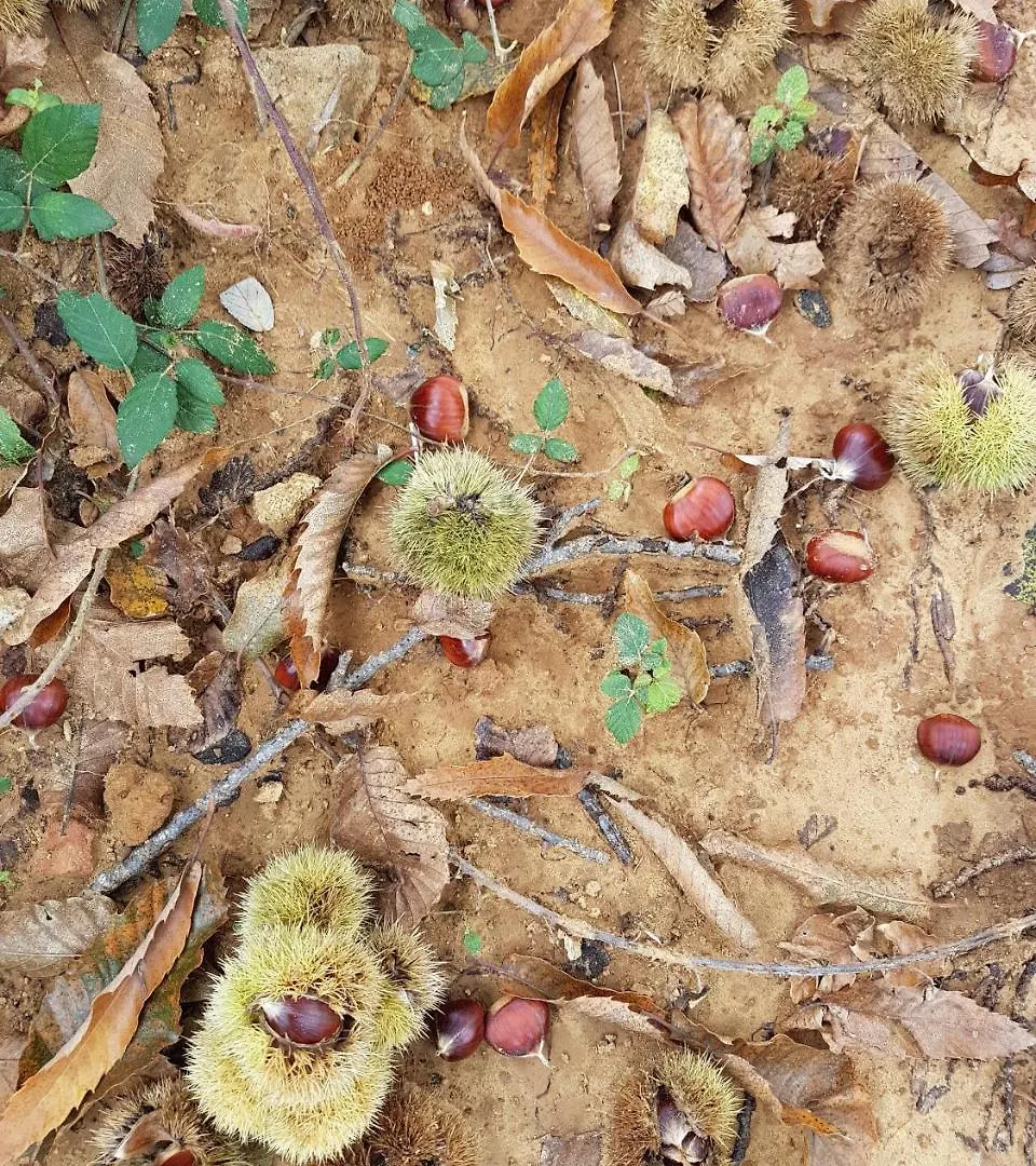 פיאצה ארמרינה Agriturismo Il Drago בית חווה פיאצה ארמרינה