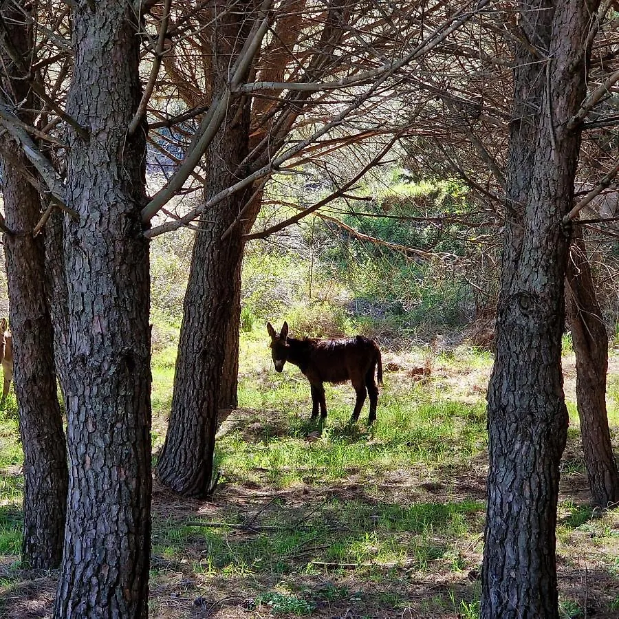 Séjour à la ferme Agriturismo Il Drago Mirabella Imbaccari