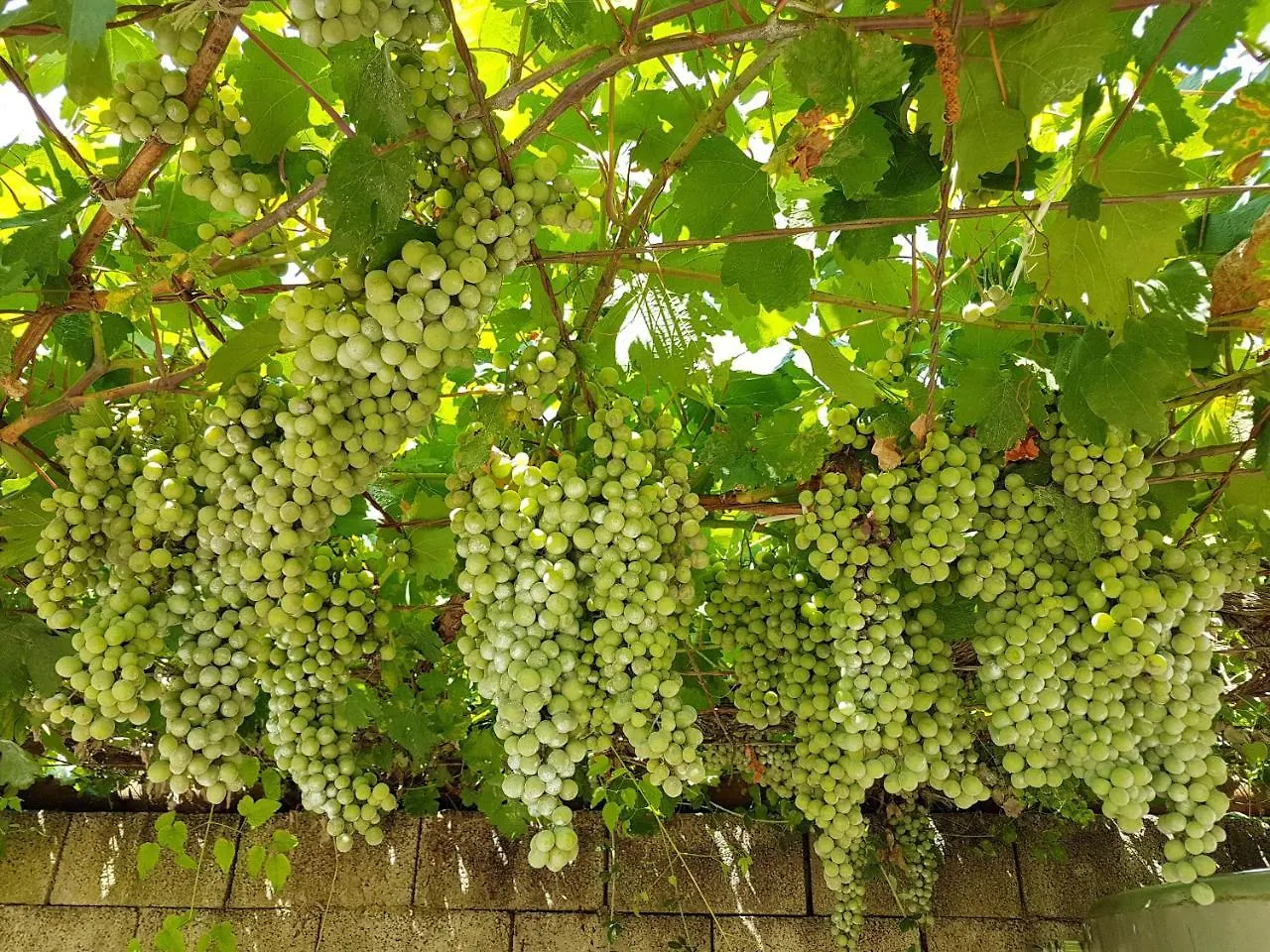 Séjour à la ferme Agriturismo Il Drago Mirabella Imbaccari