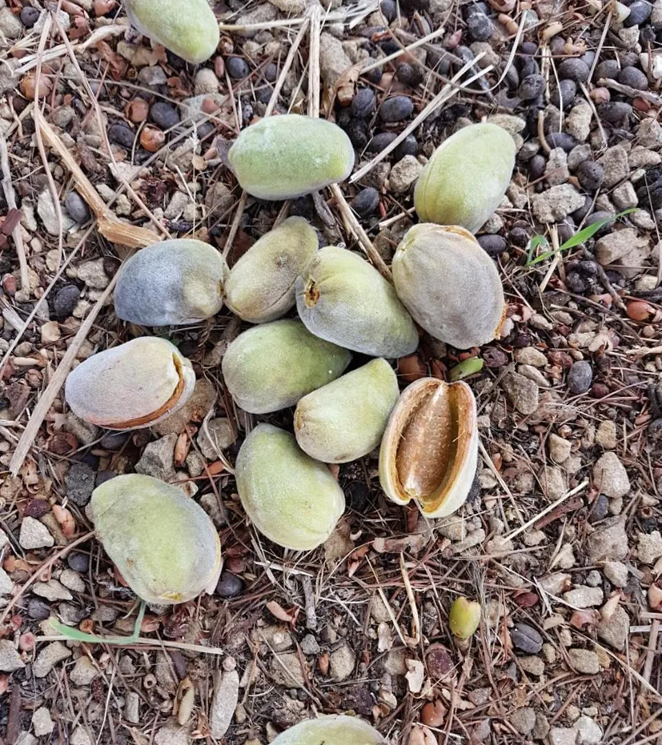 Agriturismo Il Drago Mirabella Imbaccari Italie