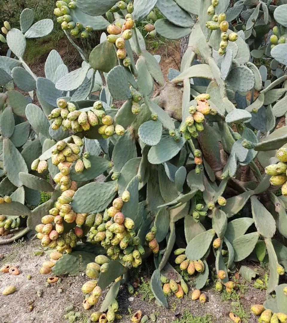 Agriturismo Il Drago Mirabella Imbaccari Séjour à la ferme Piazza Armerina